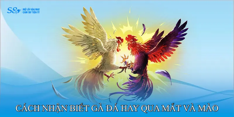 Cách Nhận Biết Gà Đá Hay Qua Sức Bền Và Kỹ Thuật Chiến Kê 3 Cách Nhận Biết Gà Đá Hay Qua Mắt Và Mào