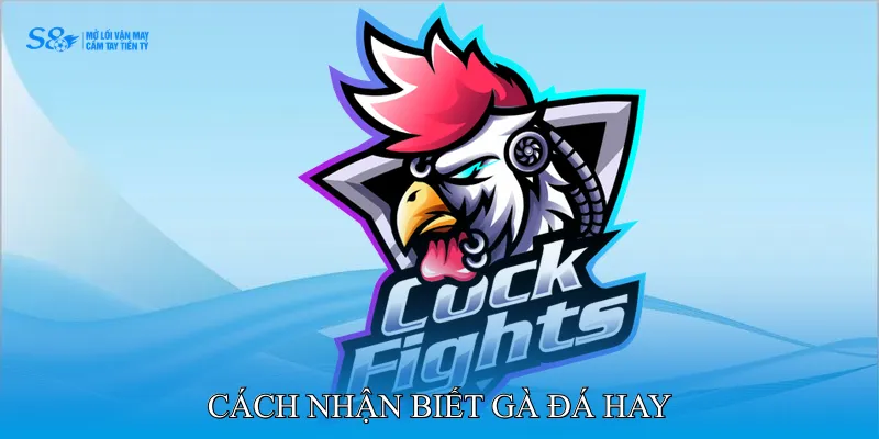 Cách Nhận Biết Gà Đá Hay Qua Sức Bền Và Kỹ Thuật Chiến Kê 3 Cách nhận biết gà đá hay