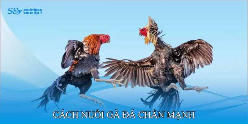 Cách Nuôi Gà Đá Chân Mạnh Nâng Cao Khả Năng Chiến Đấu 4 Cách Nuôi Gà Đá Chân Mạnh