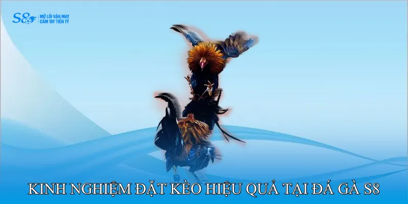 Kinh nghiệm đặt kèo hiệu quả tại đá gà S8