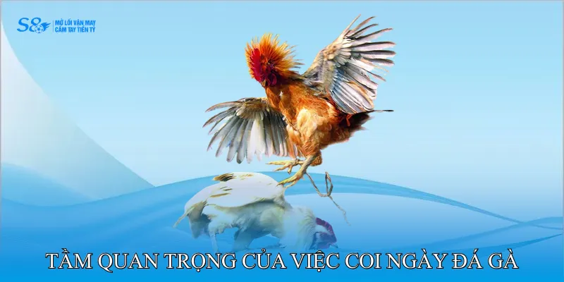 Coi Ngày Đá Gà Chính Xác 100 Xác Định Ngày Và Giờ Hoàn Hảo 2 Tầm Quan Trọng Của Việc Coi Ngày Đá Gà Chính Xác 100