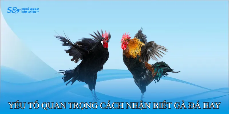 Cách Nhận Biết Gà Đá Hay Qua Sức Bền Và Kỹ Thuật Chiến Kê 2 Các Yếu Tố Quan Trọng Cách Nhận Biết Gà Đá Hay